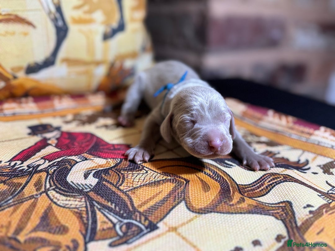 Weimaraner dogs for sale: 🐾Adorable KC Registered Weimaraner Puppies🐾 - Image 9