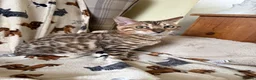 Bengal cats for sale: Snow Sepia 💙 TICA Pedigree 🐆 Bengal Kitten  in Deal - Advert 9