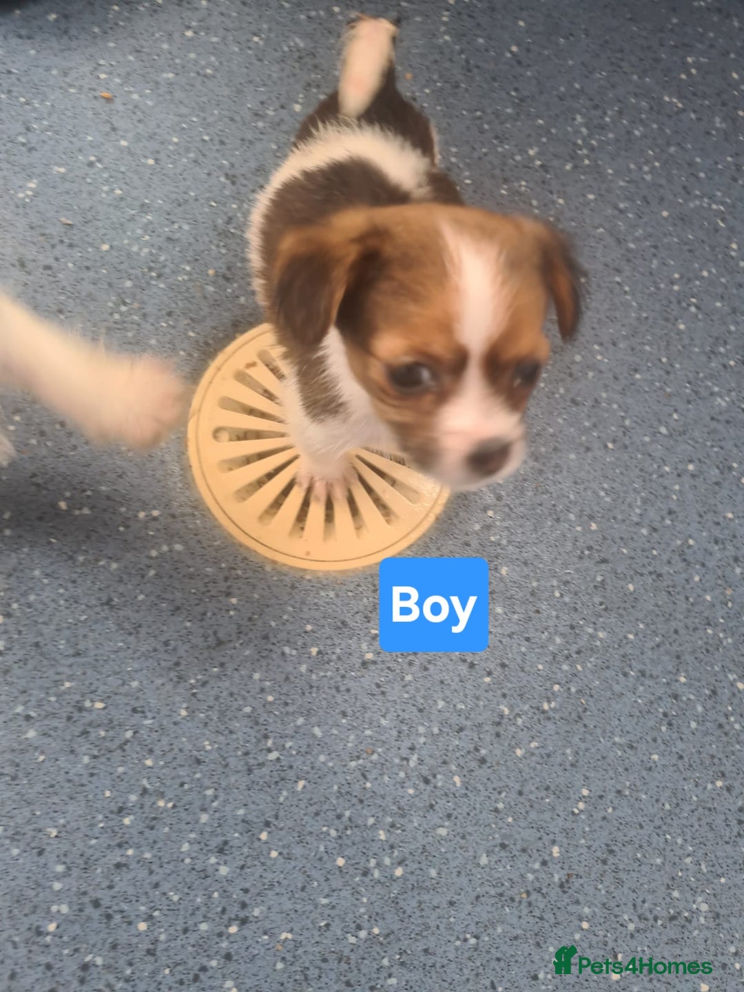 Jack Russell dogs for sale: Jack Russell Puppies | Rough coated | 2 Pups left - Image 7