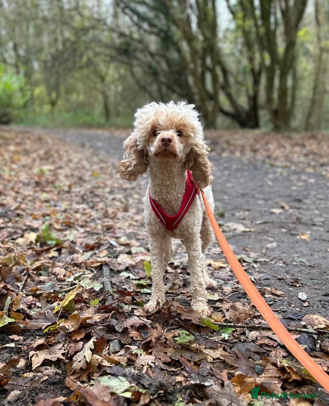 Miniature Poodle dogs for sale: 2 Boys left-KC Registered.Ready to leave next week - Advert 9