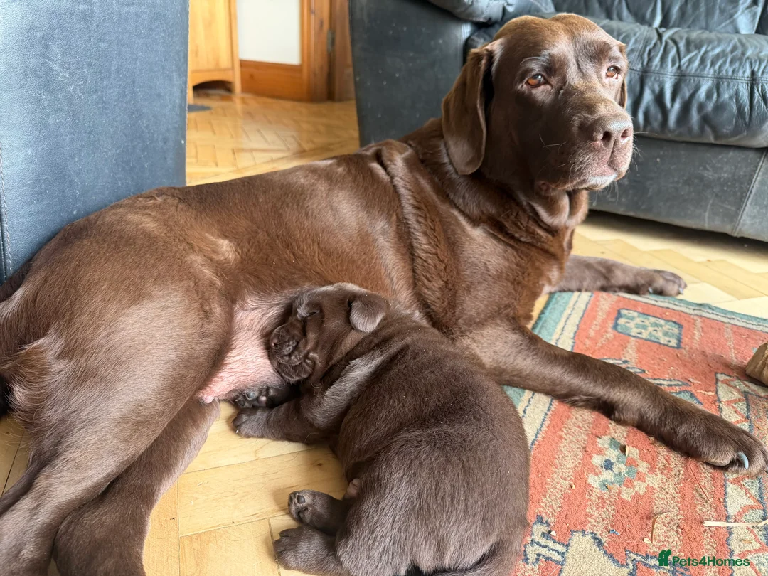 Labrador Retriever dogs for sale: Super Chunky Gorgeous George in Poulton-le-Fylde - Advert 2