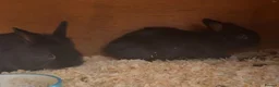 Netherland Dwarf rabbits for sale: Baby bunz  in Blackburn - Advert 3