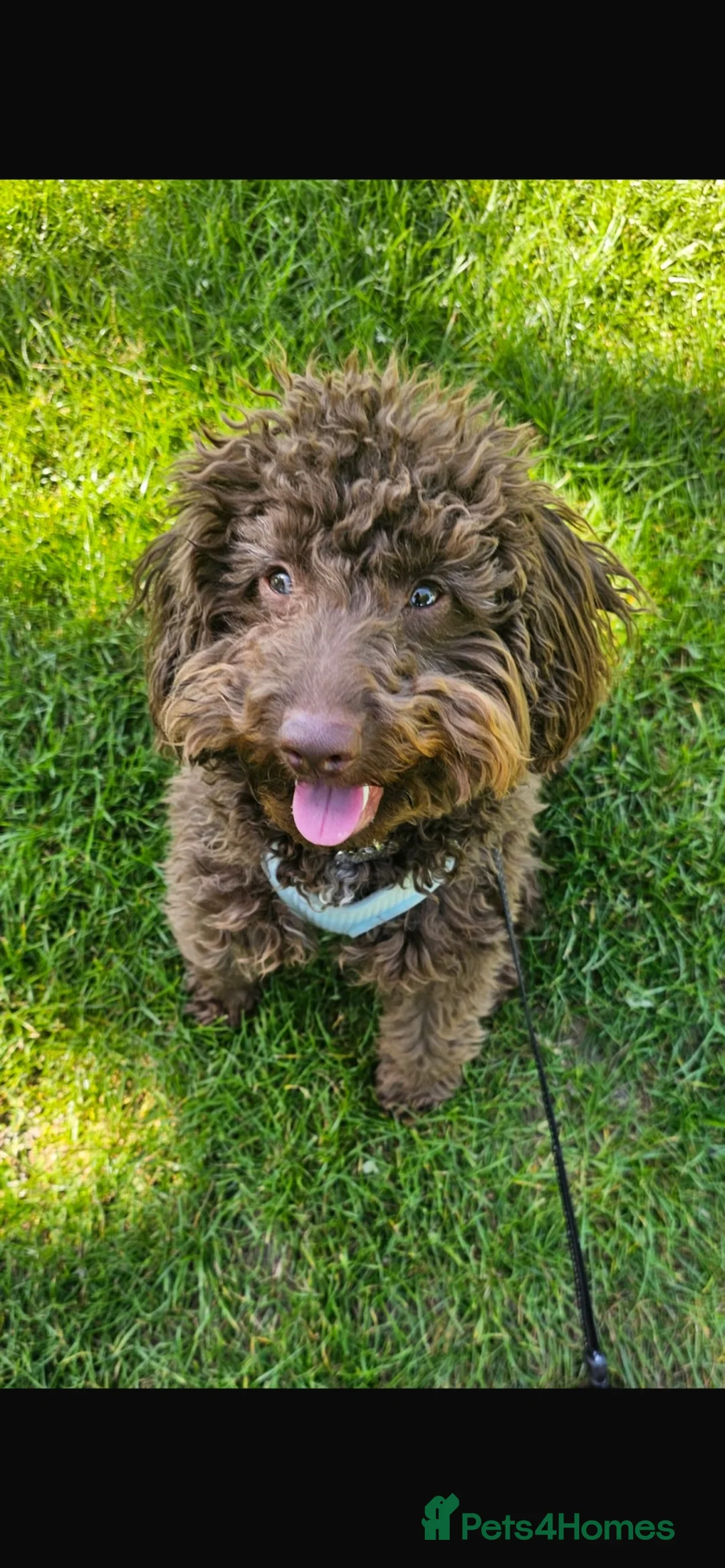 Miniature Poodle dogs for sale: Gorgeous Brown miniature poodle puppy 8 months old in Leigh-on-Sea - Advert 1