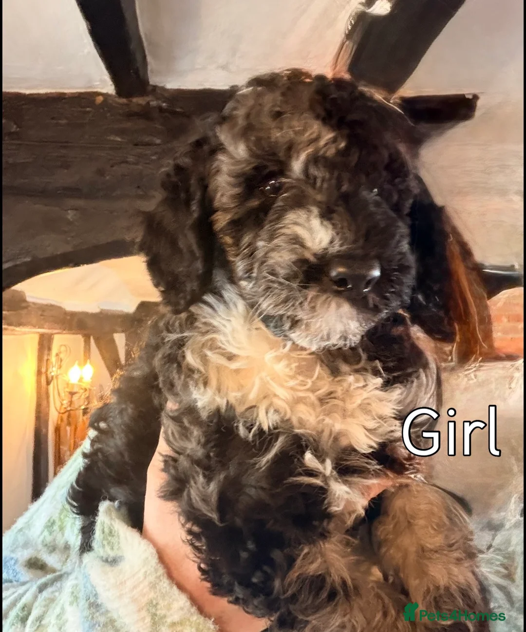 Miniature Poodle dogs for sale: Best quality Merle miniature poodles girls & boys  - Advert 1