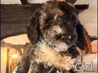 Miniature Poodle dogs Best quality Merle miniature poodles girls & boys - Advert 15