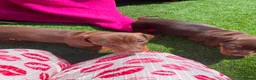 Miniature Dachshund dogs for sale: Chocolate boys 🐾 in Chatham - Advert 22