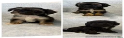 Yorkiepoo dogs for sale: Yorkiepoo puppies  - Advert 1