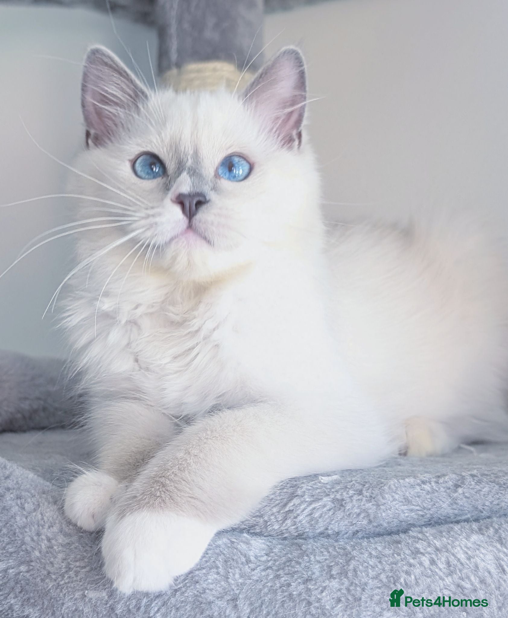 Ragdoll cats 🏆Champion,TICA reg female Ragdoll kitten  - Advert 18