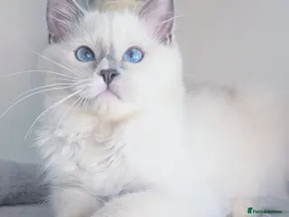 Ragdoll cats TICA,Champion,pedigree female Ragdoll kitten - Advert 15