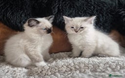 Ragdoll cats for sale: Quality Ragdoll Kittens - Image 1
