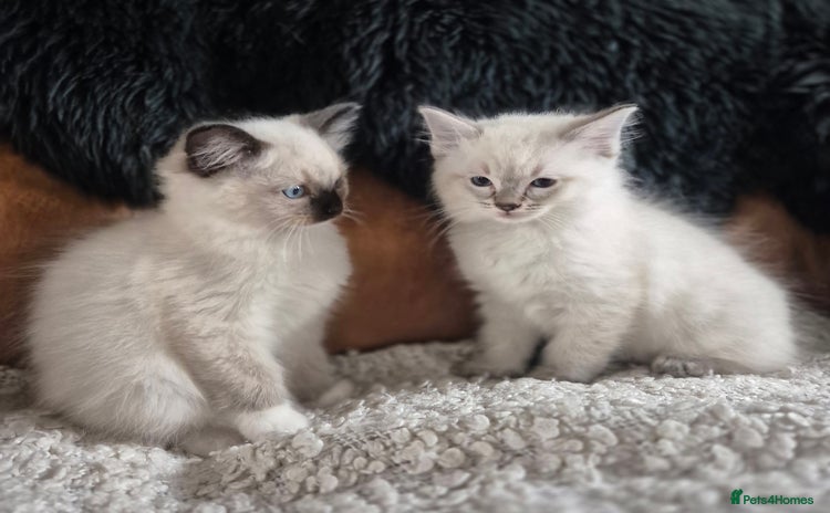 Ragdoll cats - Advert 11