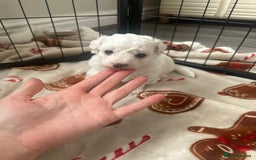 Bichon Frise dogs for sale: Bichon Frise puppies   - Image 11