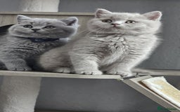 British Longhair cats for sale: GCCF  Show Quality Champion! - Image 27