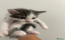 Mixed Breed cats for sale: 4 beautiful kittens ready to go 31st August - Image 4