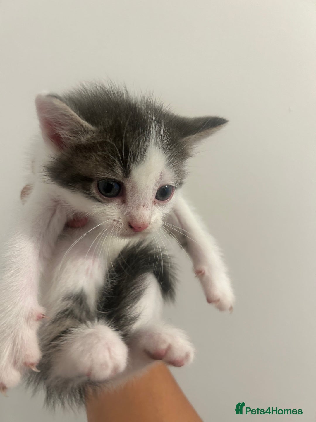 Mixed Breed cats for sale: 4 beautiful kittens ready to go 31st August - Image 4