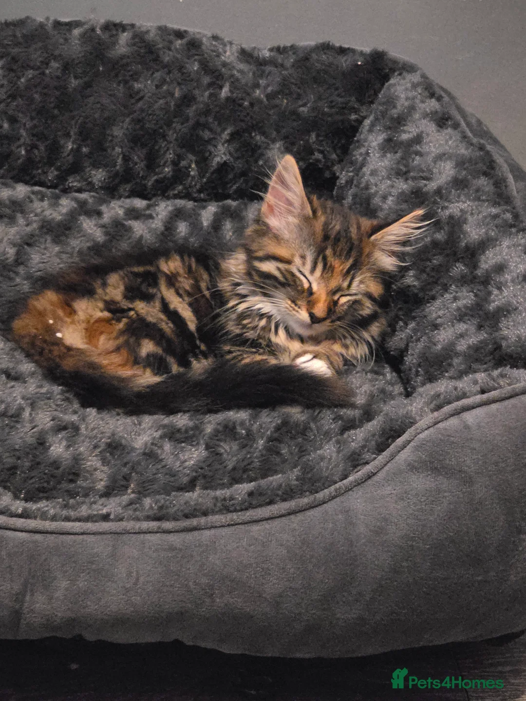 Persian cats for sale: Kittens for sale  - Advert 2