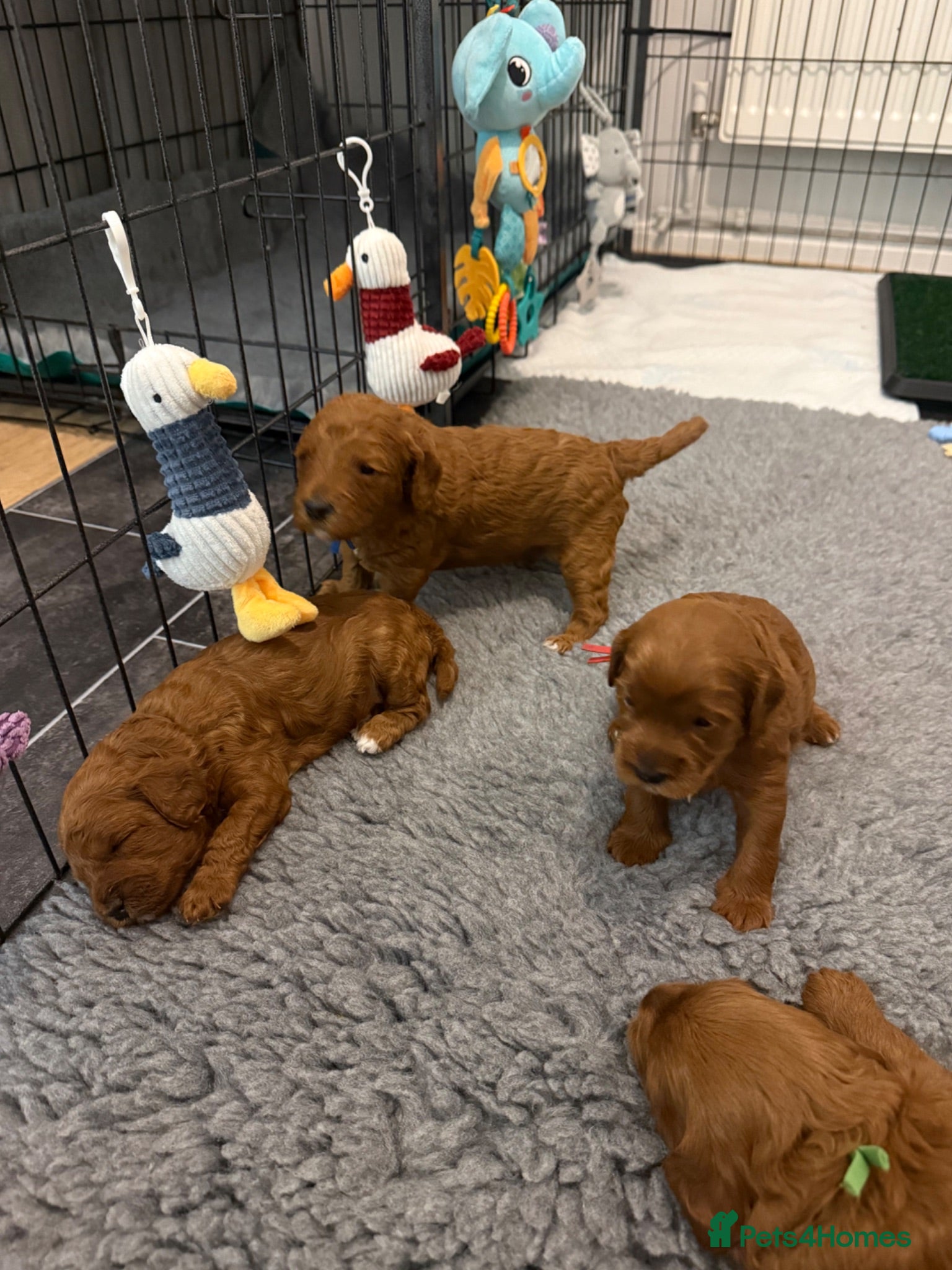 Cockapoo dogs F1b cockapoo puppies fully DNA and health tested. - Advert 13
