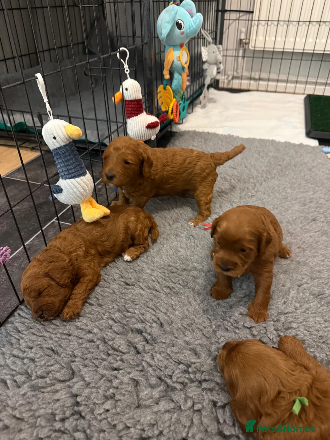 Cockapoo dogs for sale: F1b cockapoo puppies fully DNA and health tested. - Advert 1