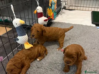 Cockapoo dogs F1b cockapoo puppies fully DNA and health tested. - Advert 1