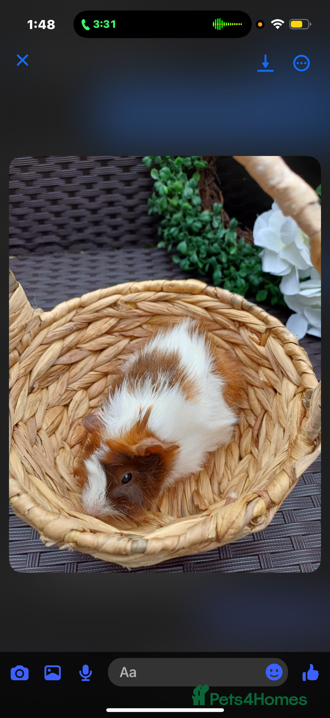 Guinea Pig rodents for sale: 3 long haired baby guinea pig babys - Image 2
