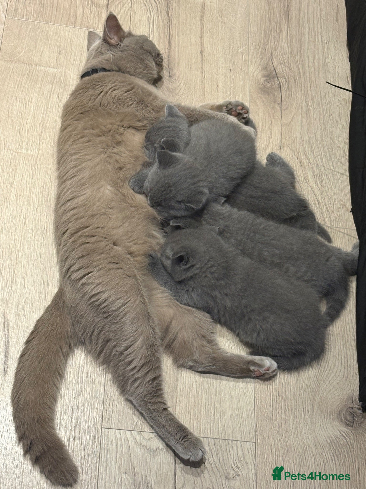 British Shorthair cats British shorthair kittens  - Advert 1