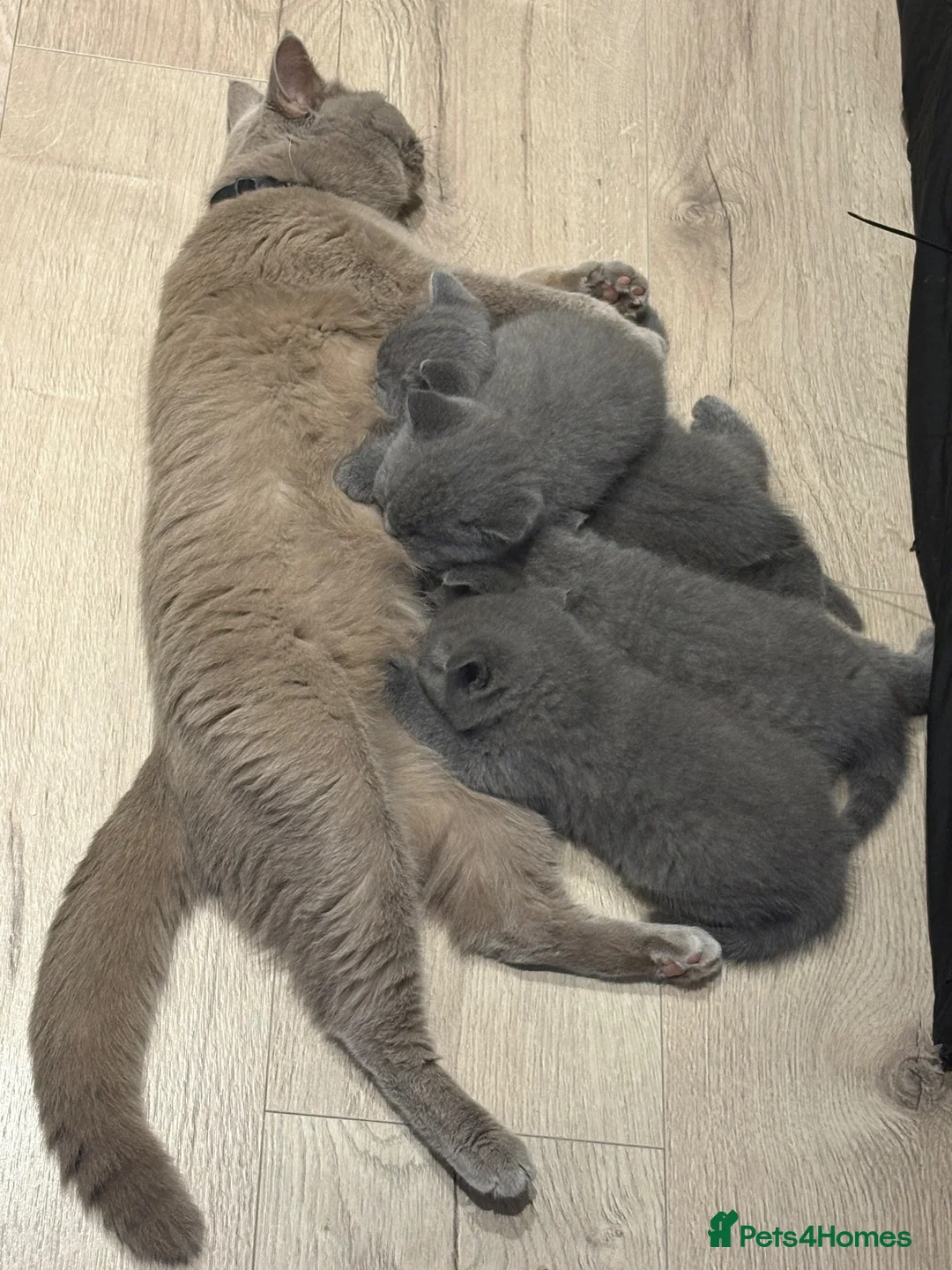 British Shorthair cats for sale: British shorthair kittens  in London - Advert 1
