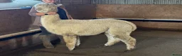 Alpaca livestock for sale: Variety of quality Females  - Advert 12