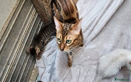 Bengal cats for sale: Cuddly charity donation pay monthly - Image 5