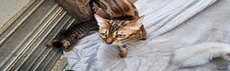 Bengal cats for sale: Guaranteed to be Cuddly *ready now*   - Advert 12