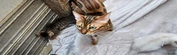 Bengal cats for sale: Guaranteed to be Cuddly *ready now*   - Advert 13