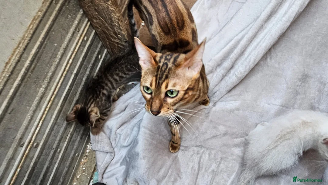 Bengal cats for sale: Guaranteed to be Cuddly *ready now*   - Advert 13