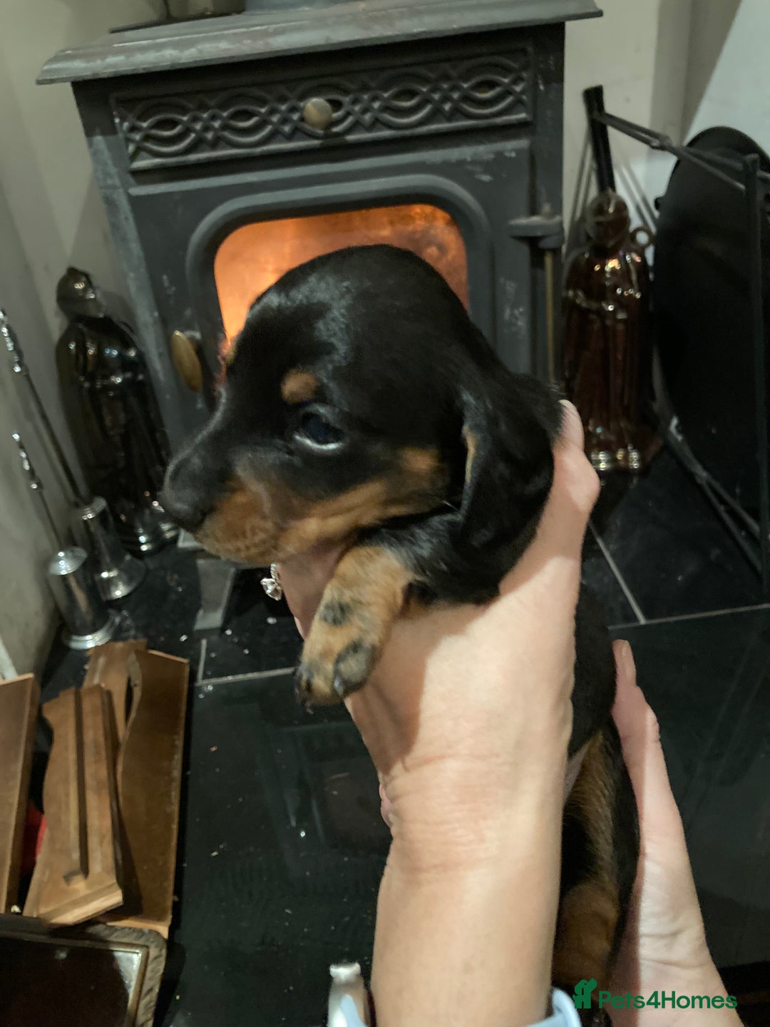 Dachshund dogs for sale: 2 miniature Dashhounds available  - Advert 16