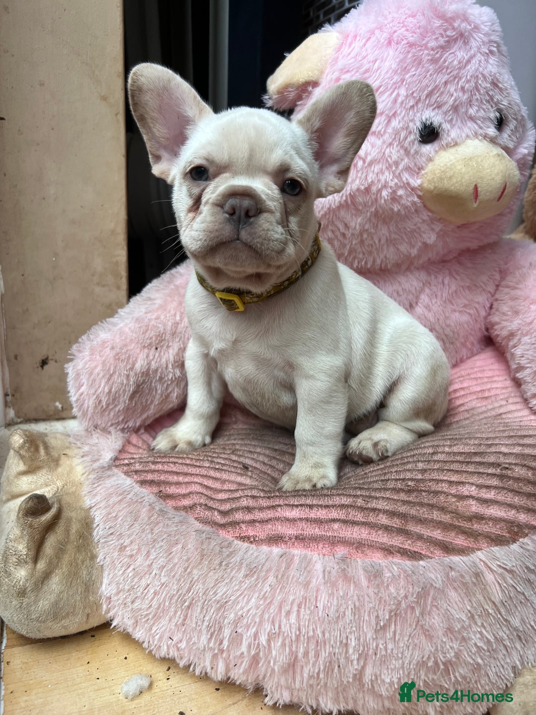 French Bulldog dogs for sale: Beautiful French Bulldog Puppies - Image 34