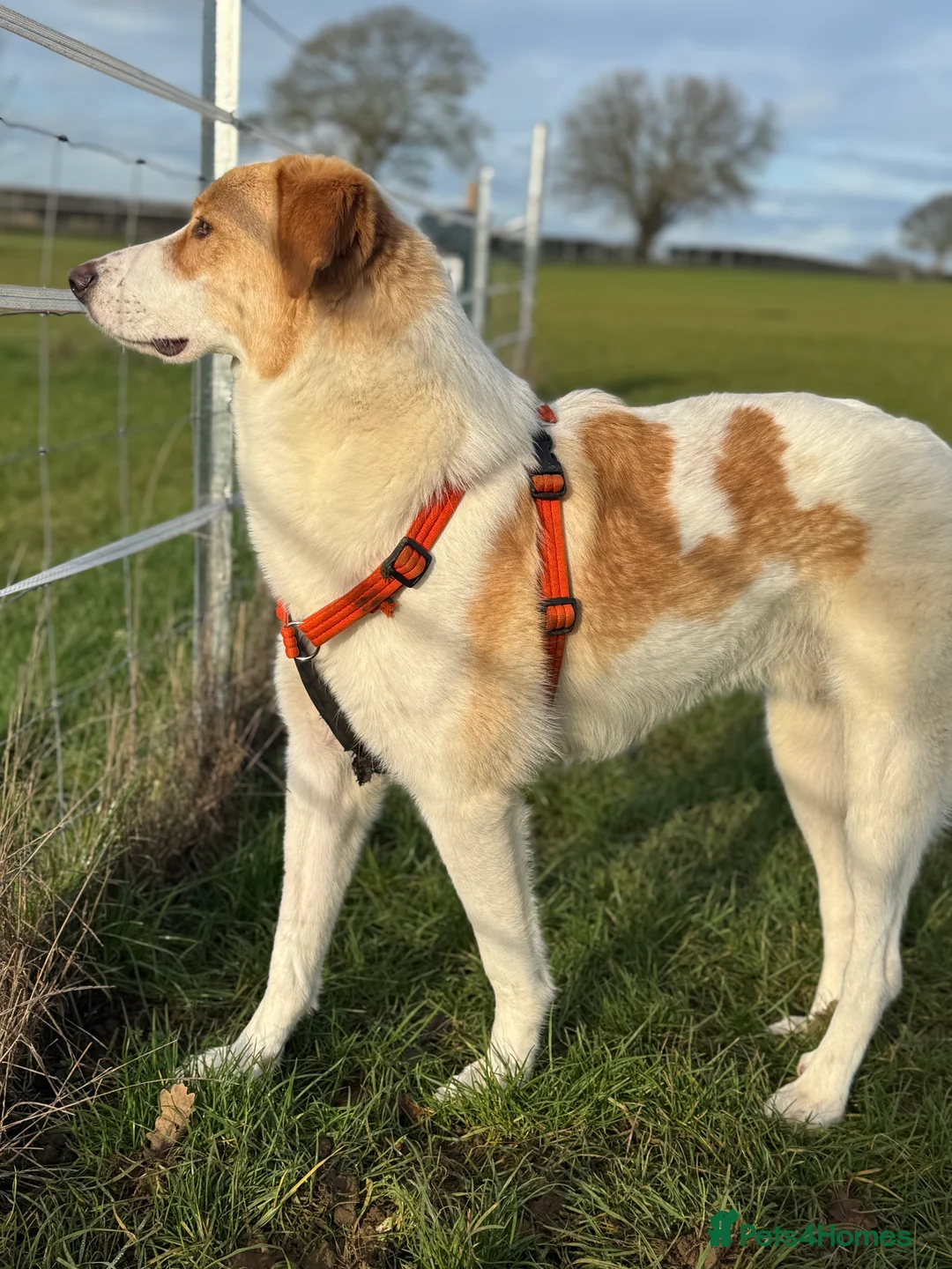 Mixed Breed dogs for adoption: 💙🩵NOW ADOPTED 🩵💙 - Advert 3