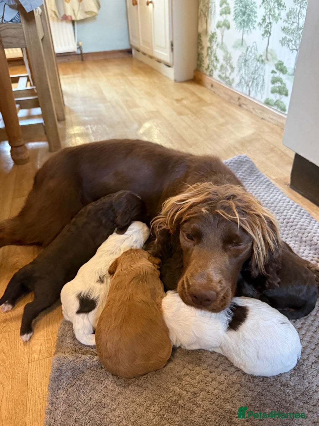 Cockapoo dogs for sale: F1 Cockapoos 5⭐️ Licensed Breeder Fully DNA Tested - Advert 25