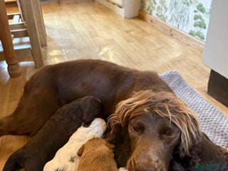 Cockapoo dogs F1 Cockapoos 5⭐️ Licensed Breeder Fully DNA Tested - Advert 14