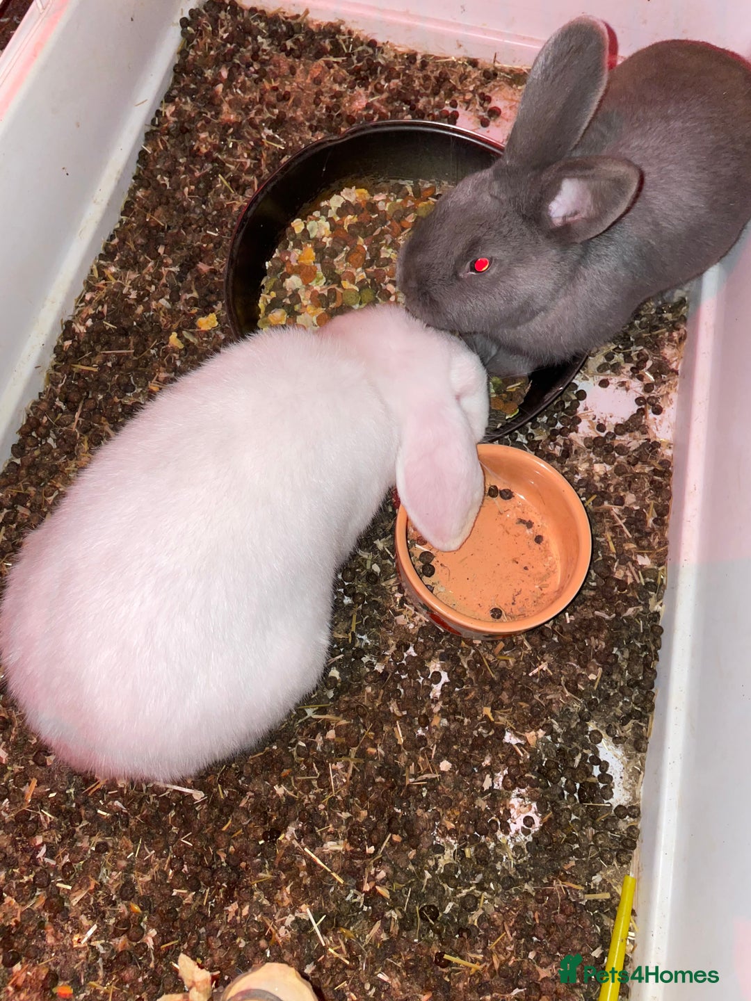 Mixed Breed rabbits for sale: 2 rabbits with cage - Advert 1