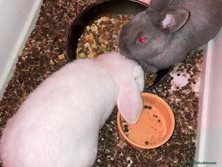 Mixed Breed rabbits 2 rabbits with cage - Advert 2