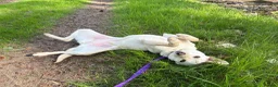 Mixed Breed dogs for adoption: Looby Lou - March Cambs  in March - Advert 1