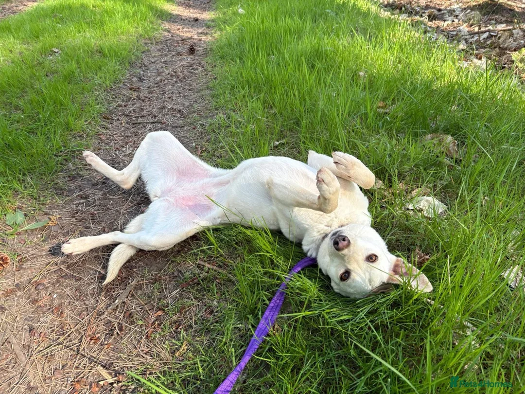 Mixed Breed dogs for adoption: Looby Lou - March Cambs  in March - Advert 1