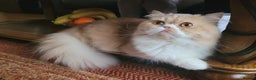 Persian cats for stud: Pedigree Persian Boy Max up for Stud duty. in Northolt - Advert 3