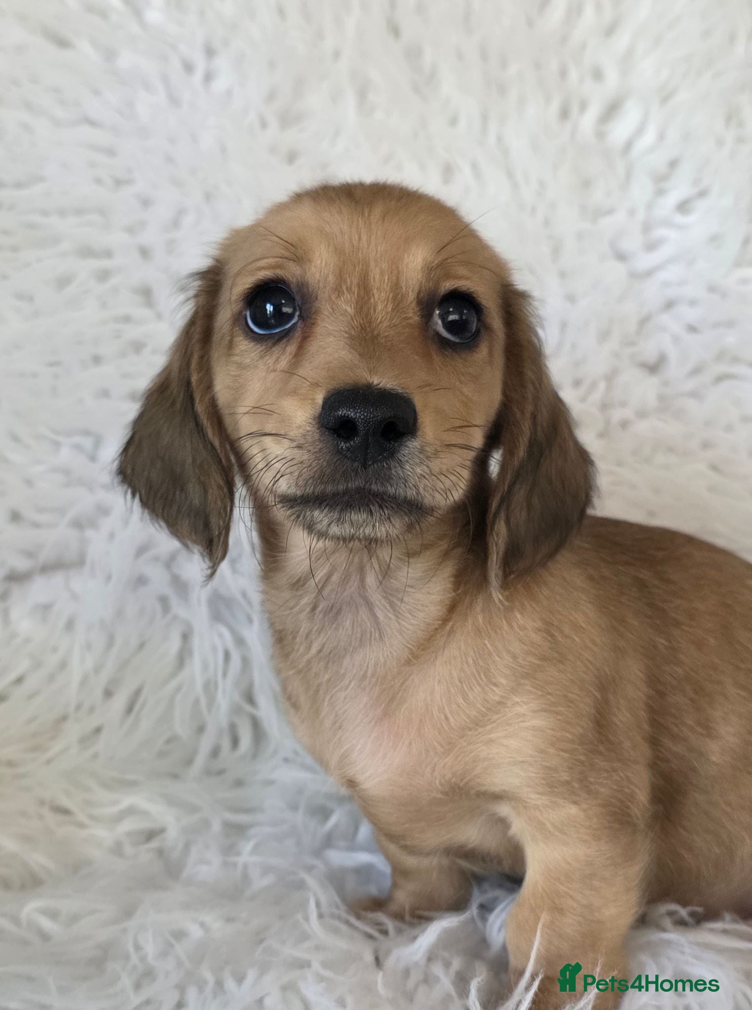 Miniature Dachshund dogs KC reg, 5* Breeder. BOYS ONLY  - Advert 1