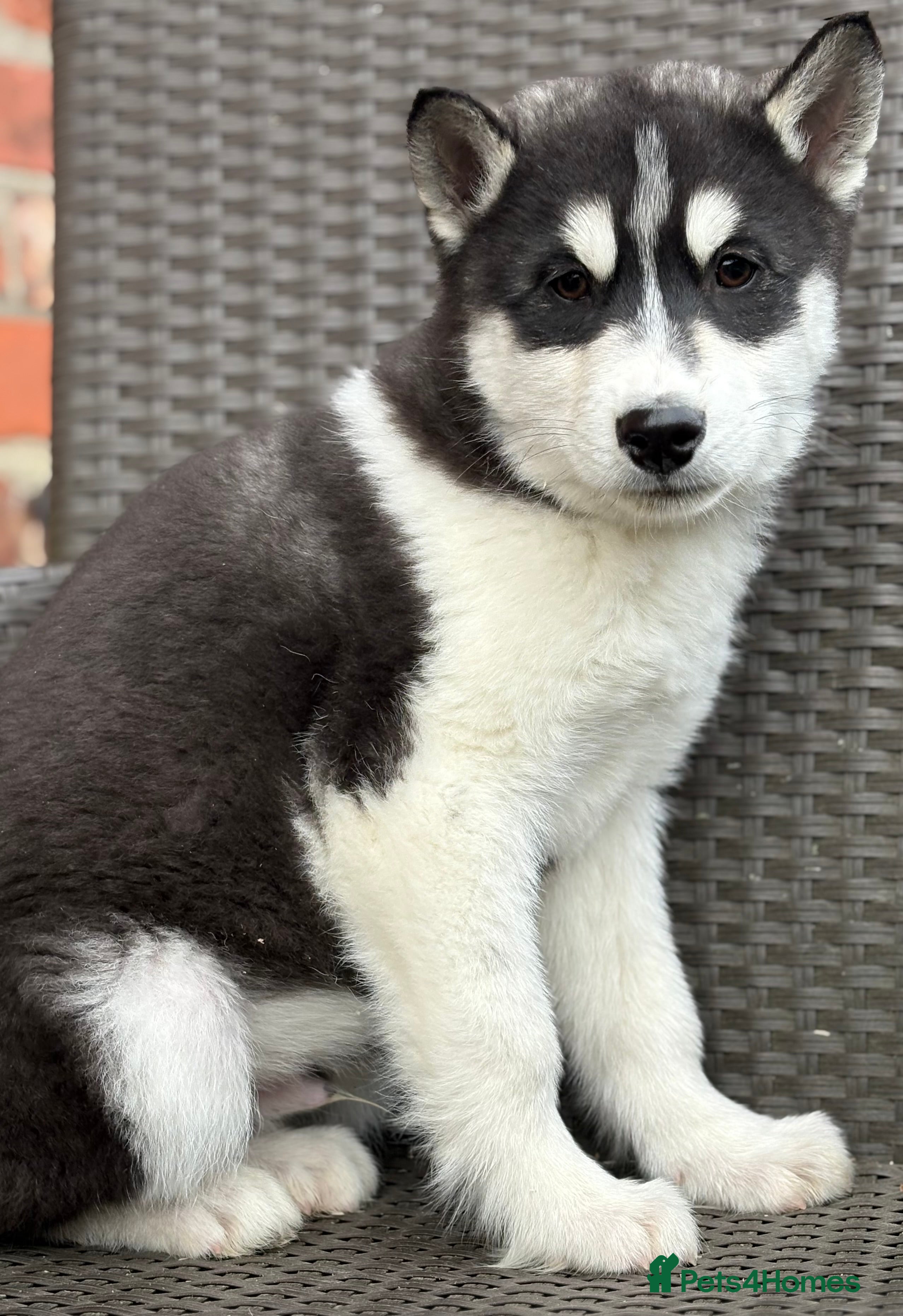 Siberian Husky dogs Siberian husky puppy Dog - Advert 16