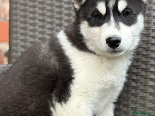 Siberian Husky dogs Siberian husky puppy Dog - Advert 16