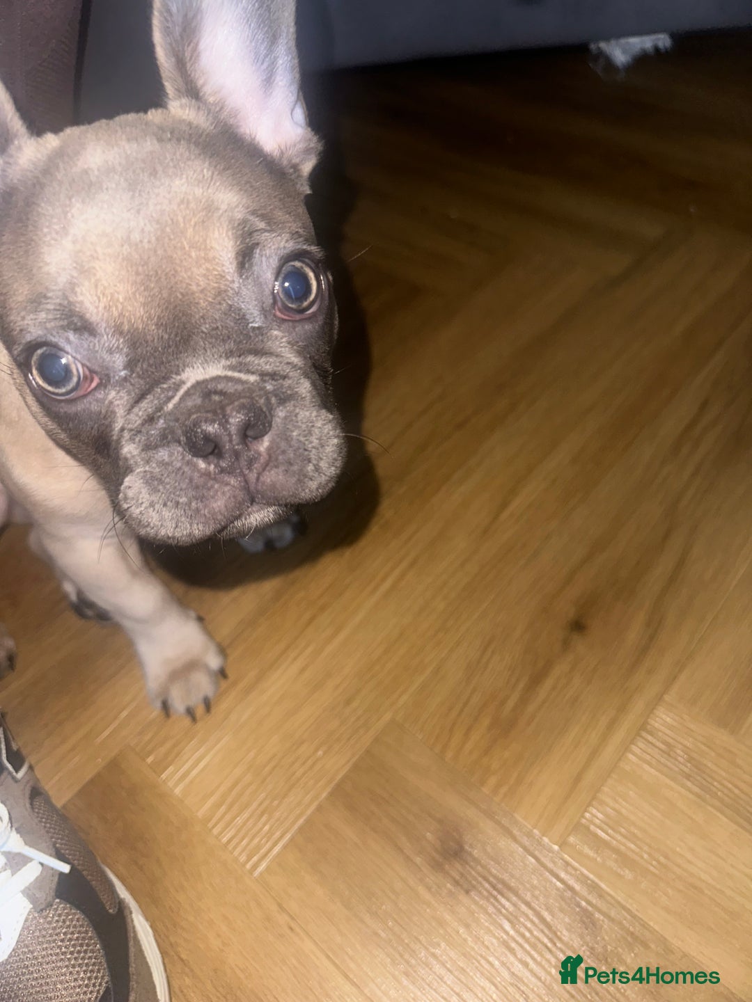 French Bulldog dogs for sale: Male puppy  - Advert 2