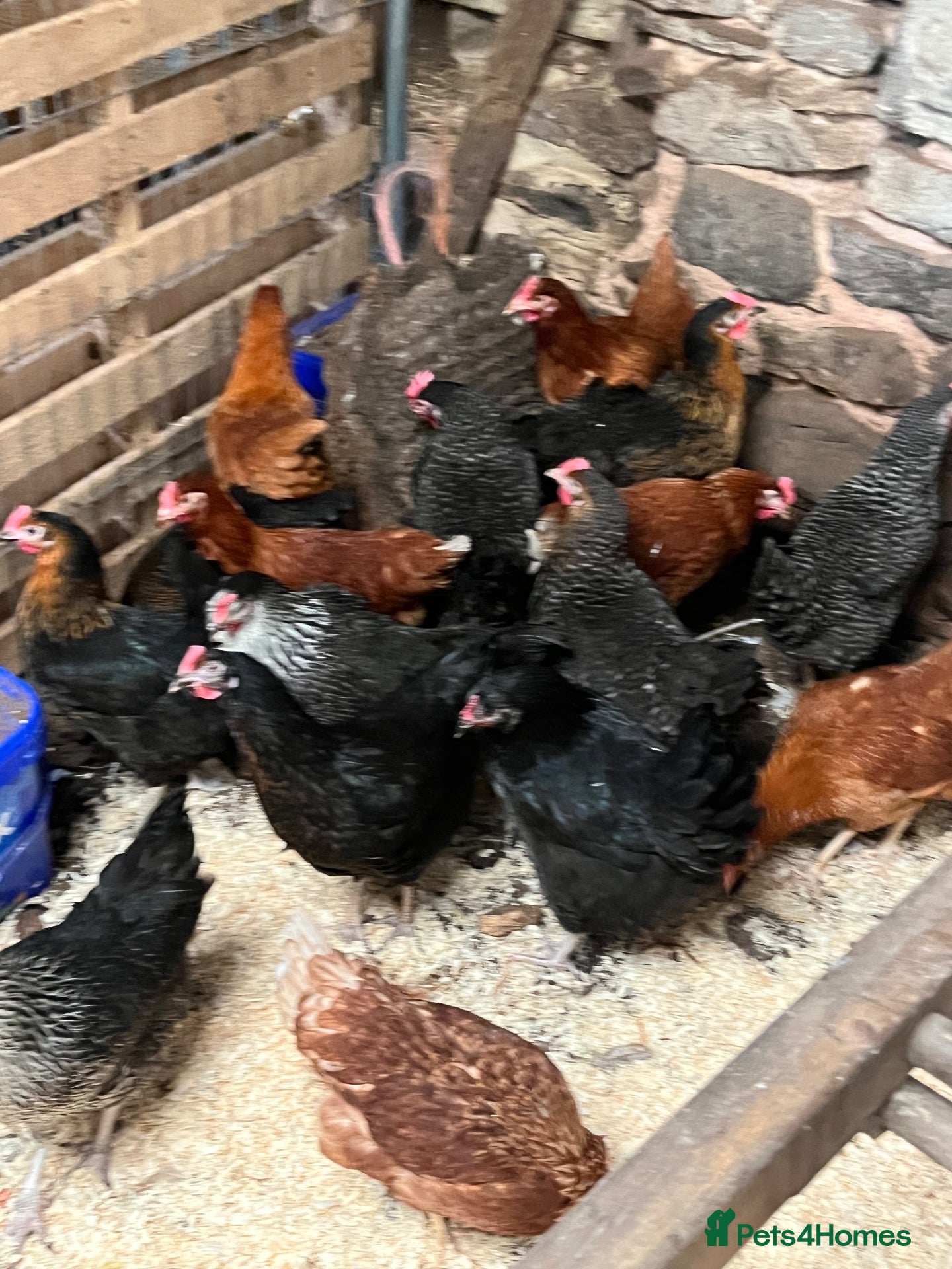 Chickens poultry Pol hens and older hens  - Advert 1