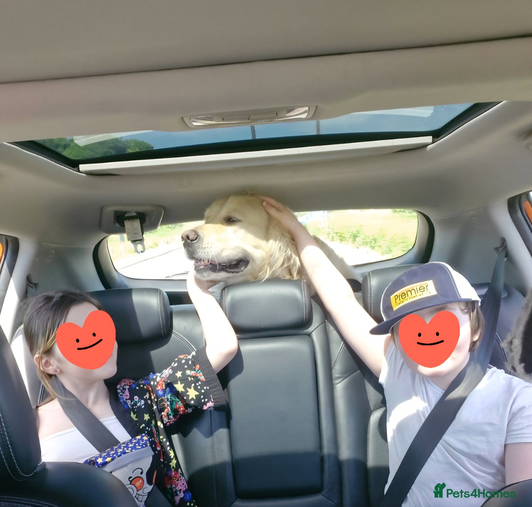 Golden Retriever dogs for stud: Purebred Golden Retriever for Stud - Image 12