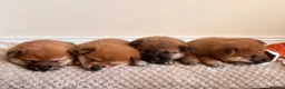 Japanese Shiba Inu dogs for sale: Health tested champion bloodline small size Shiba  - Advert 6