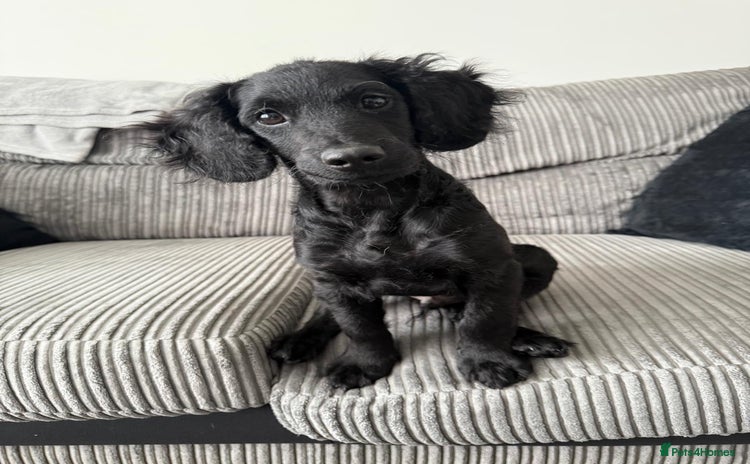 Cockapoo dogs - Advert 9