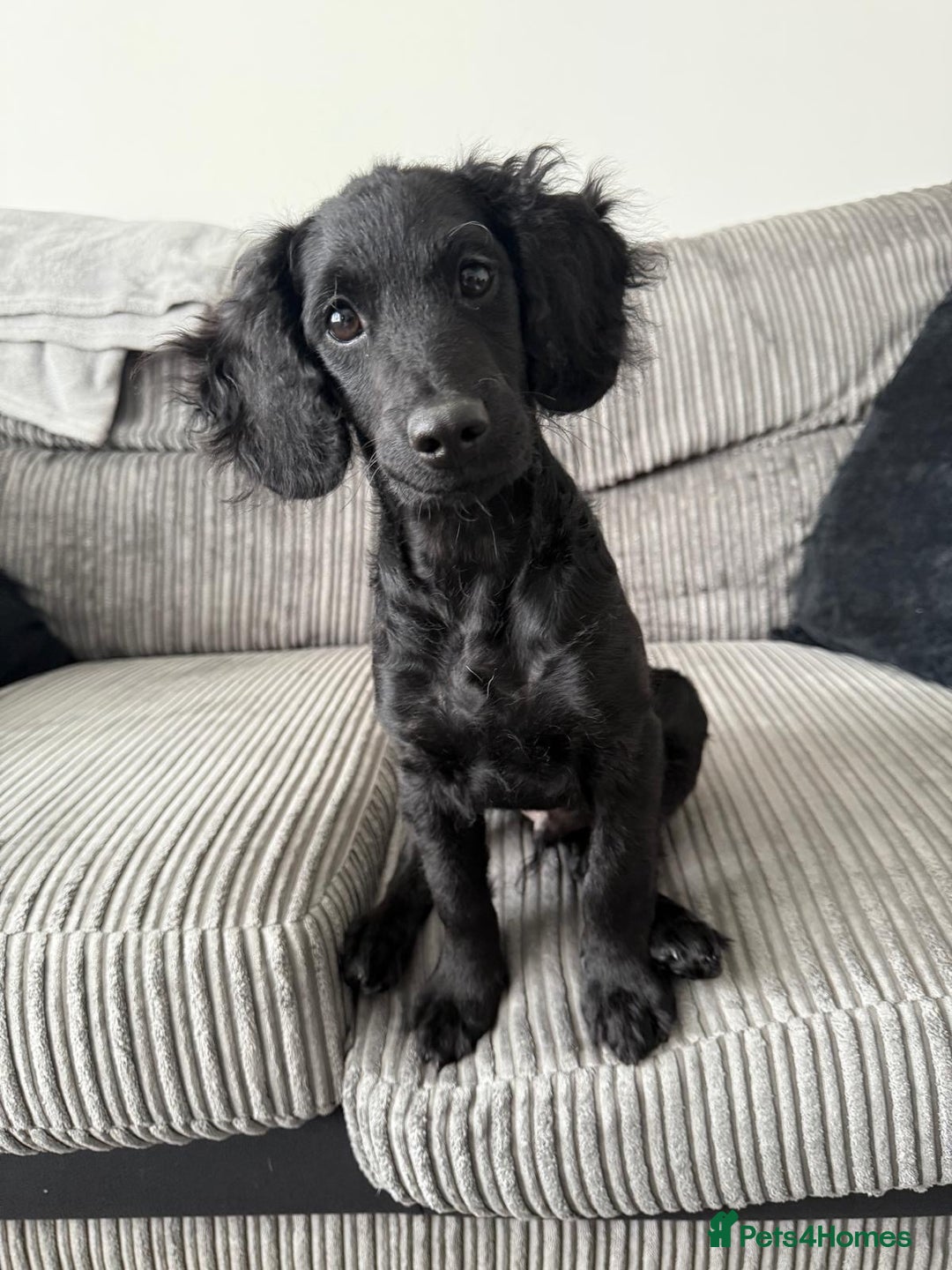 Cockapoo dogs for sale: Buddy  - Image 1